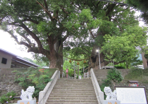 山王神社大クス